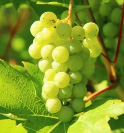 Best wine in slovenia