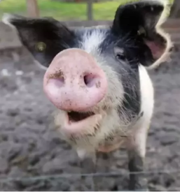 Bio bauernhof mehlverkauf und sonnenblumenol slowenien