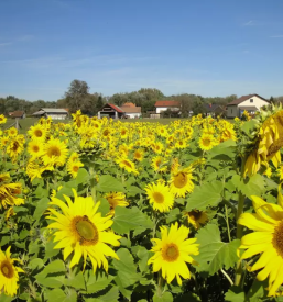 Bio bauernhof mehlverkauf und sonnenblumenol slowenien
