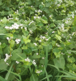 Bio bauernhof mehlverkauf und sonnenblumenol slowenien