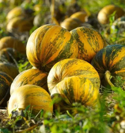 Ugodno bučno in sončnično olje Štajerska