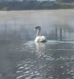 Camping site near ljubljana