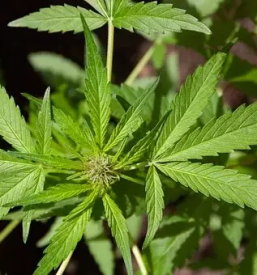 Cbd olje 20 Ilirska Bistrica