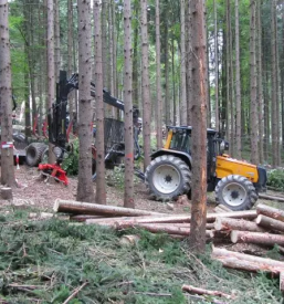 Certificiranje v gozdarstvu in lesarstvu