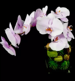 Cvetje ljubljana moste