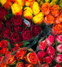 Cvetličarna in vrtnarija Ig Ljubljana - cvetje za vas