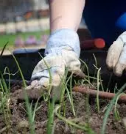 Cvetličarna in vrtnarija Ig Ljubljana - odlična poročna dekoracija