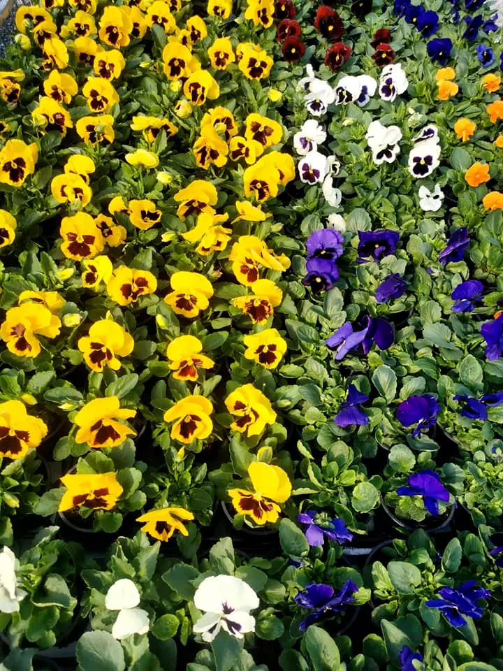 Cvetličarna in vrtnarija Ig, Ljubljana