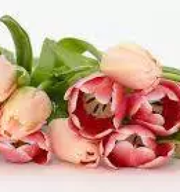 Cvetlicarna v ljubljani - povejte s cvetjem