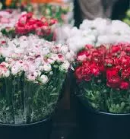 Cvetlicarna v ljubljani - dobra ponudba
