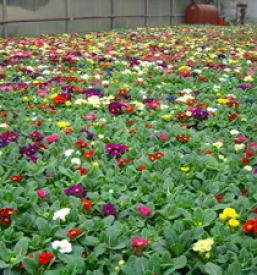 Cvetlicarstvo in vrtnarstvo ljubljana