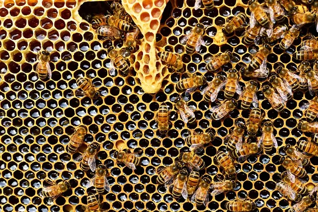 čebelja družina
