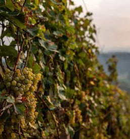 Degustacija in prodaja vrhunskih vin Jakobski Dol