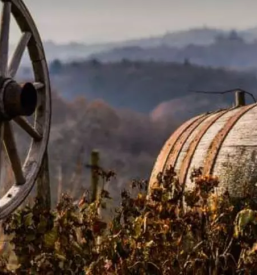 Ugodna degustacija in prodaja vin Jakobski Dol