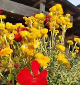 Degustacija vin kras