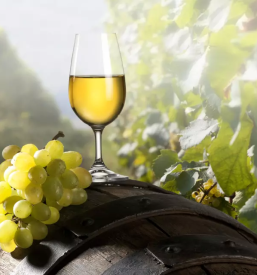 Degustacija vin vipavska dolina