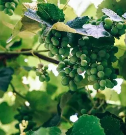 Degustacija vin zgornja kungota