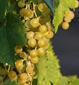 Degustacija vin zgornja kungota