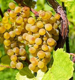 Degustacija vin zgornja kungota