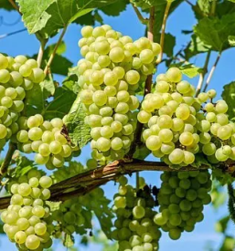 Degustacija vin zgornja kungota