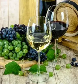 Degustazione dei buoni vini di vipava