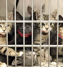 Dezurni veterinar dravograd