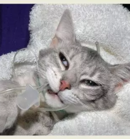 Dezurni veterinar dravograd