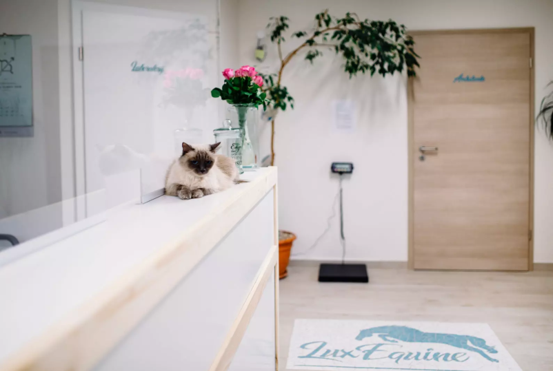 Iščete dežurnega veterinarja v Ljubljani ali okolici? Veterinarska ambulanta LuxEquine vam je vedno na voljo!