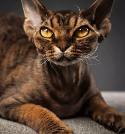 Dober foto studio nova gorica