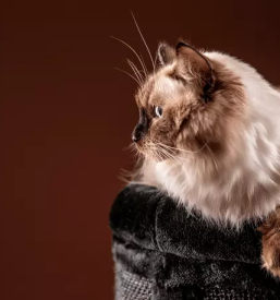 Dober foto studio nova gorica