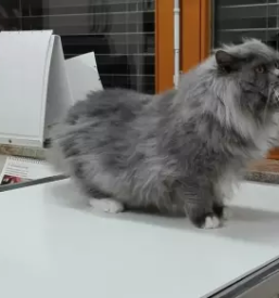 Veterina Bela krajina