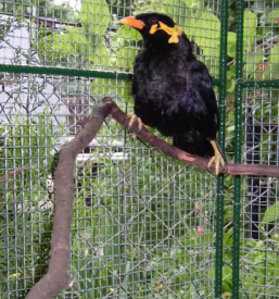 Veterinarske storitve Postojna