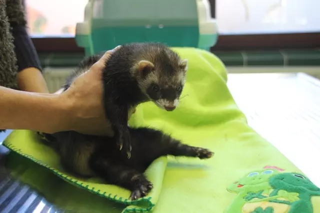 Znani smo kot zares dober veterinar na Notranjskem