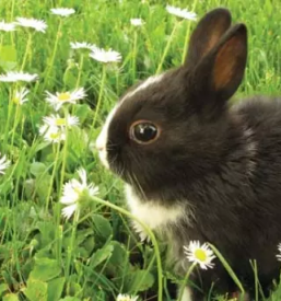 Ugoden in dober veterinar Postojna