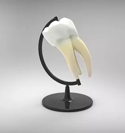 Dober zobozdravnik goriska