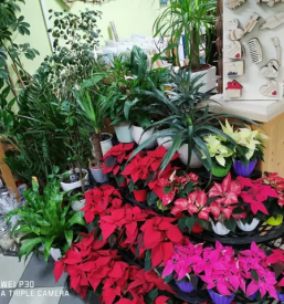 Lepi šopki za vse priložnosti Murska Sobota