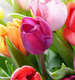 Venci Slovenj Gradec