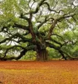 Dobra psihoterapija goriska