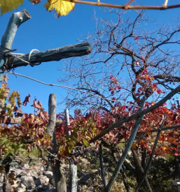 Dobra turisticna kmetija kras