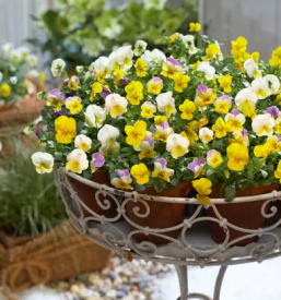 Dobra vrtnarija na savinjskem