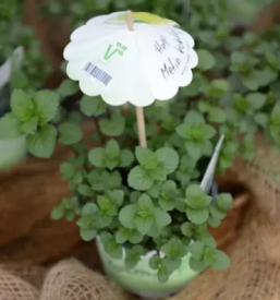 Dobra vrtnarija na savinjskem