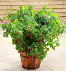 Dobra vrtnarija na savinjskem