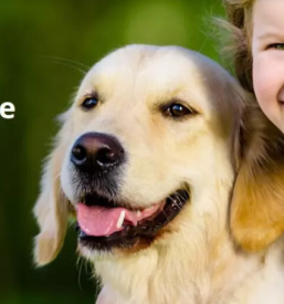 Dobra zavarovalna agencija primorska