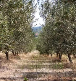 Dobro oljcno olje na primorskem