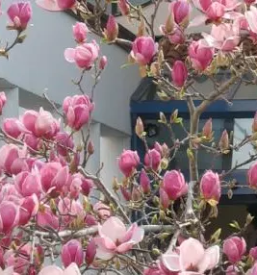 Dom starejsih ajdovscina