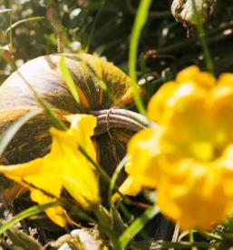 Domac krompir prekmurje