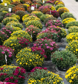 Domaca vzgoja zelenjavnih sadik osrednja slovenija