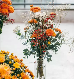 Domaca vzgoja zelenjavnih sadik osrednja slovenija