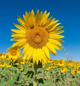 Domače bučno olje Koroška