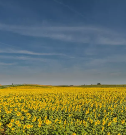 Prodaja domačega olja Pomurje